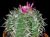 Melocactus salvadorensis JL 86032 (Vila Fatima, MG BR).JPG